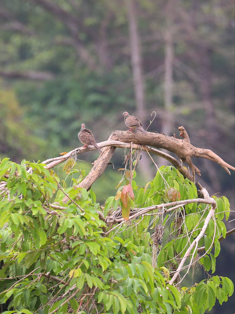 珠頸斑鳩 - ML617315987