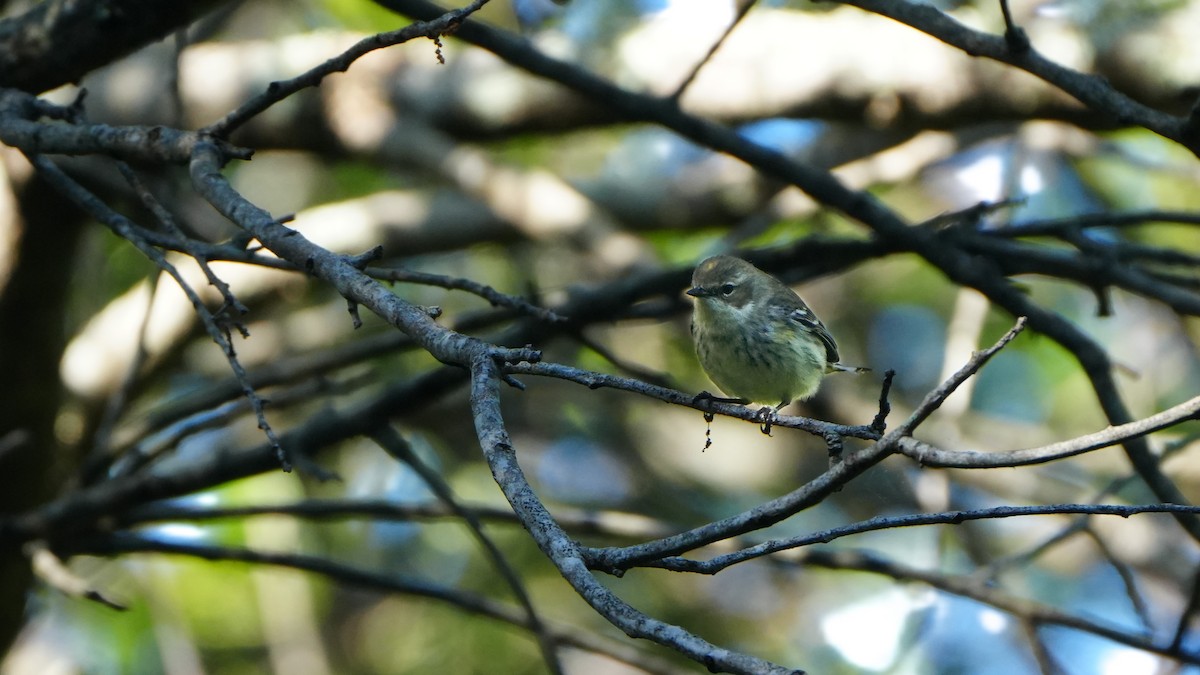 Yellow-rumped Warbler - ML617315998