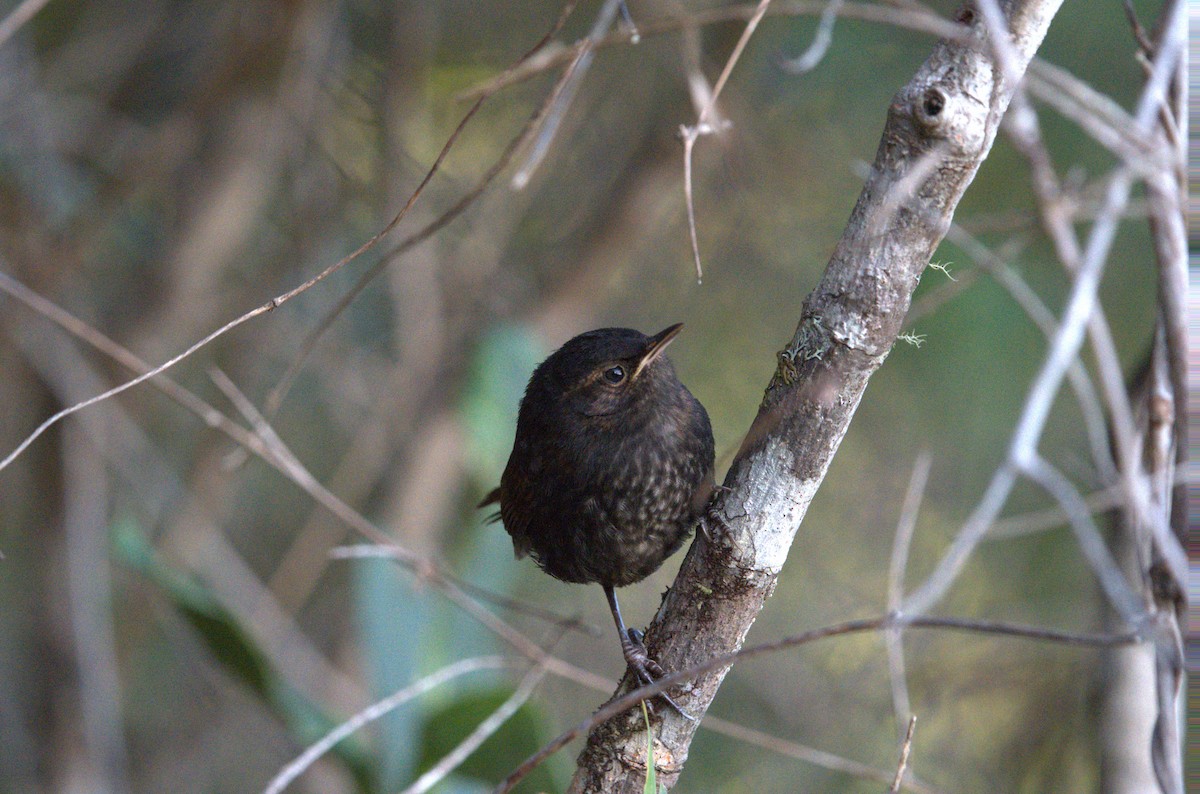 Tepui Wren - ML617316001