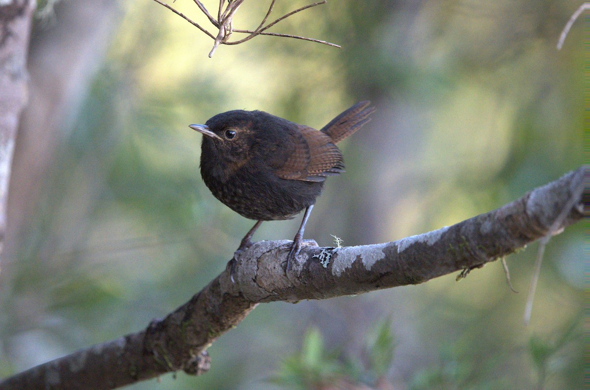 Tepui Wren - Heber Herrera arismendi