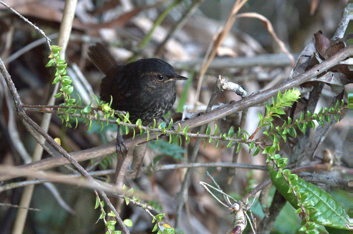 Tepui Wren - ML617316003