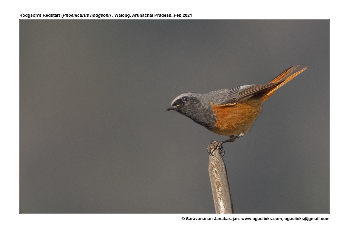 Hodgson's Redstart - ML617316017