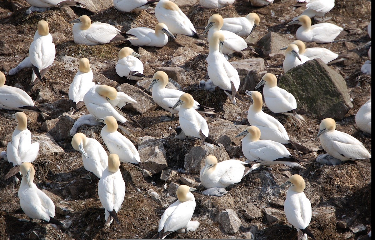 Northern Gannet - ML617316022