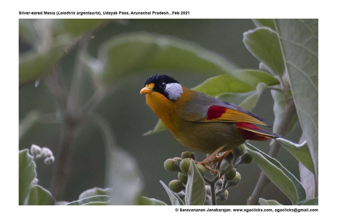 Silver-eared Mesia - Saravanan Janakarajan