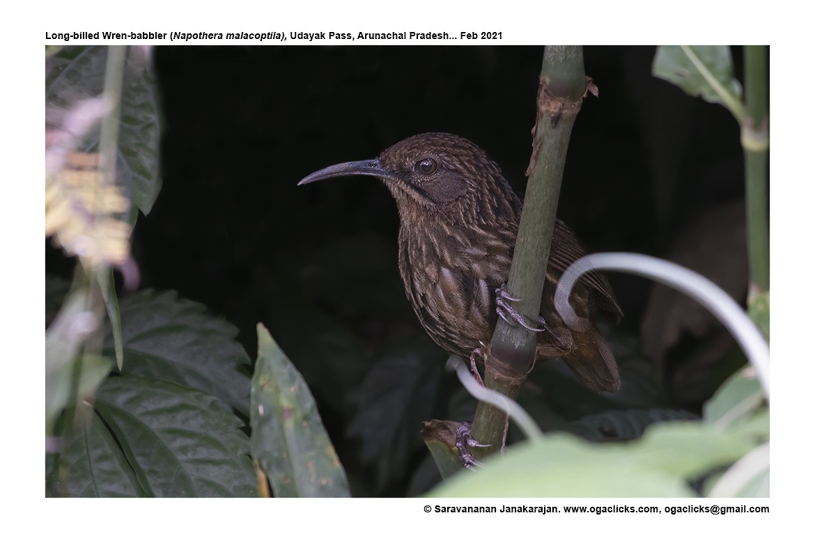 Long-billed Wren-Babbler - Saravanan Janakarajan