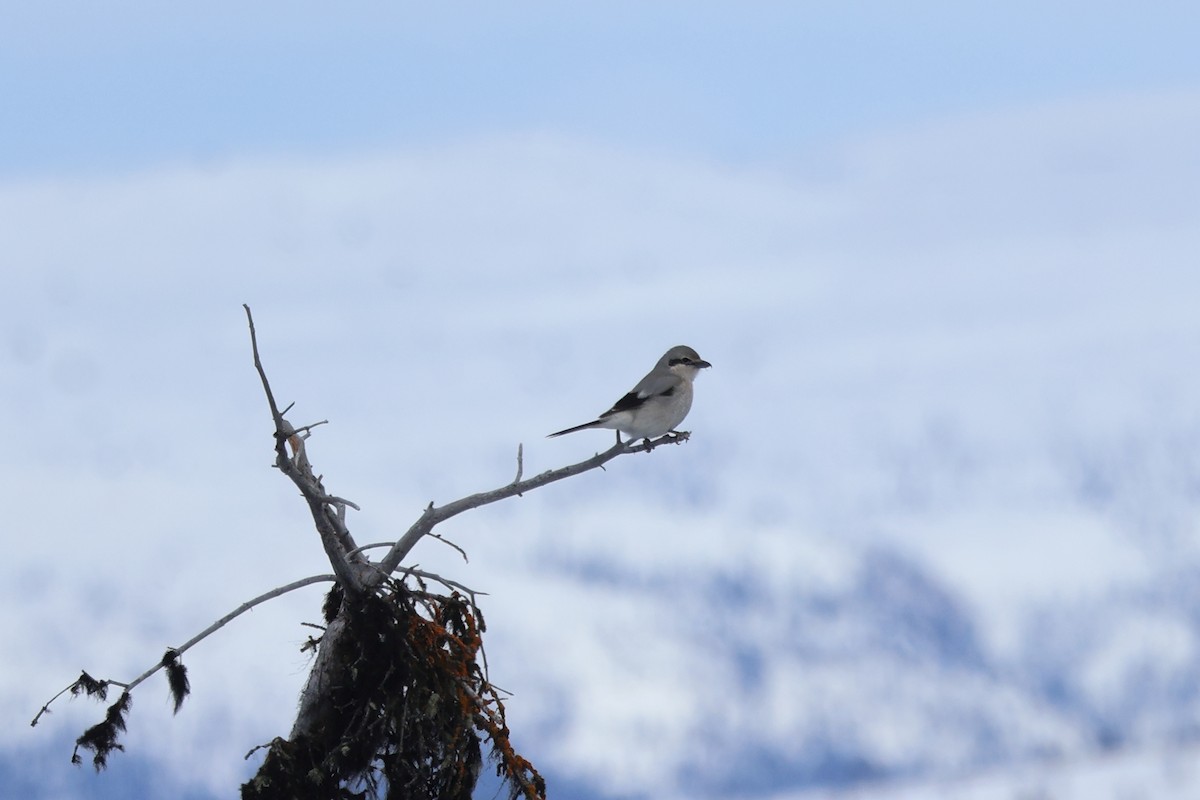 Northern Shrike - ML617316053