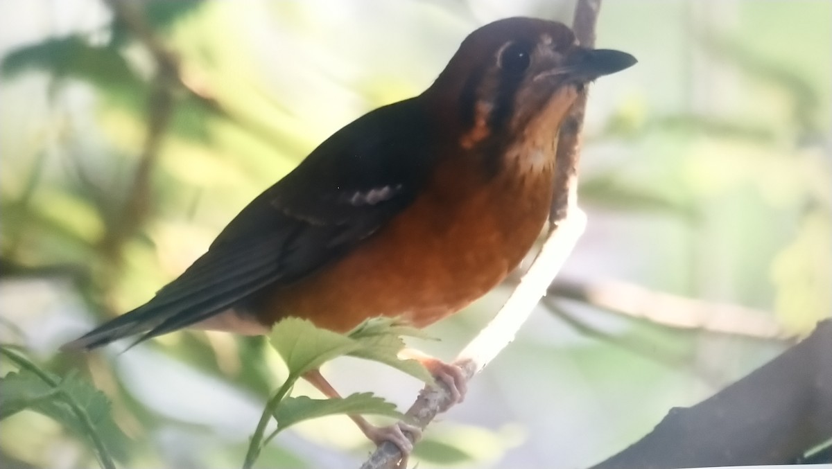 Orange-headed Thrush - 張 俊章