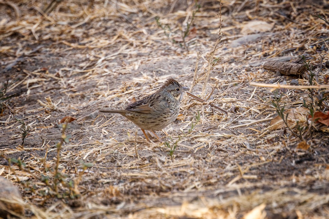 Lincoln's Sparrow - ML617316098