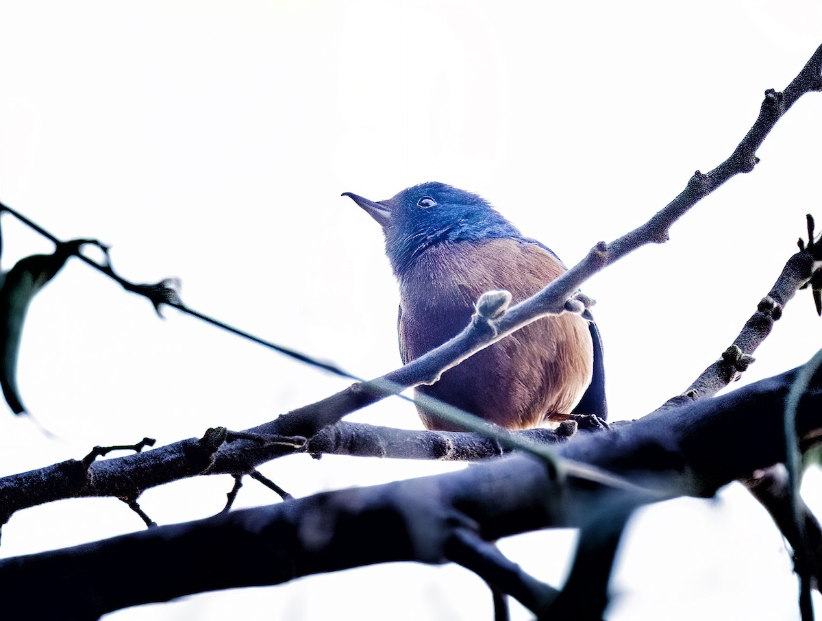 Cinnamon-bellied Flowerpiercer - ML617316123