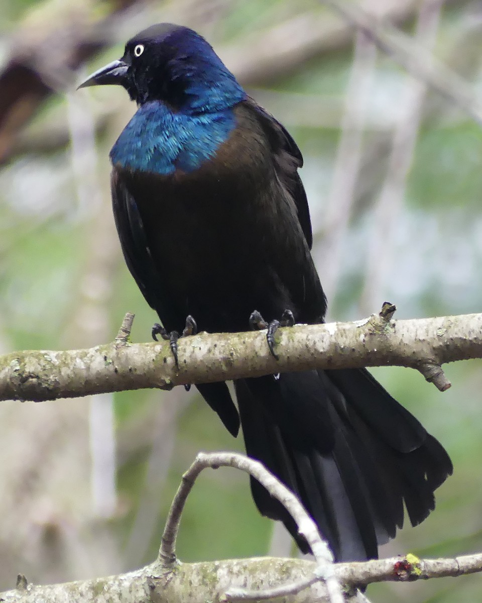 Common Grackle - ML617316127