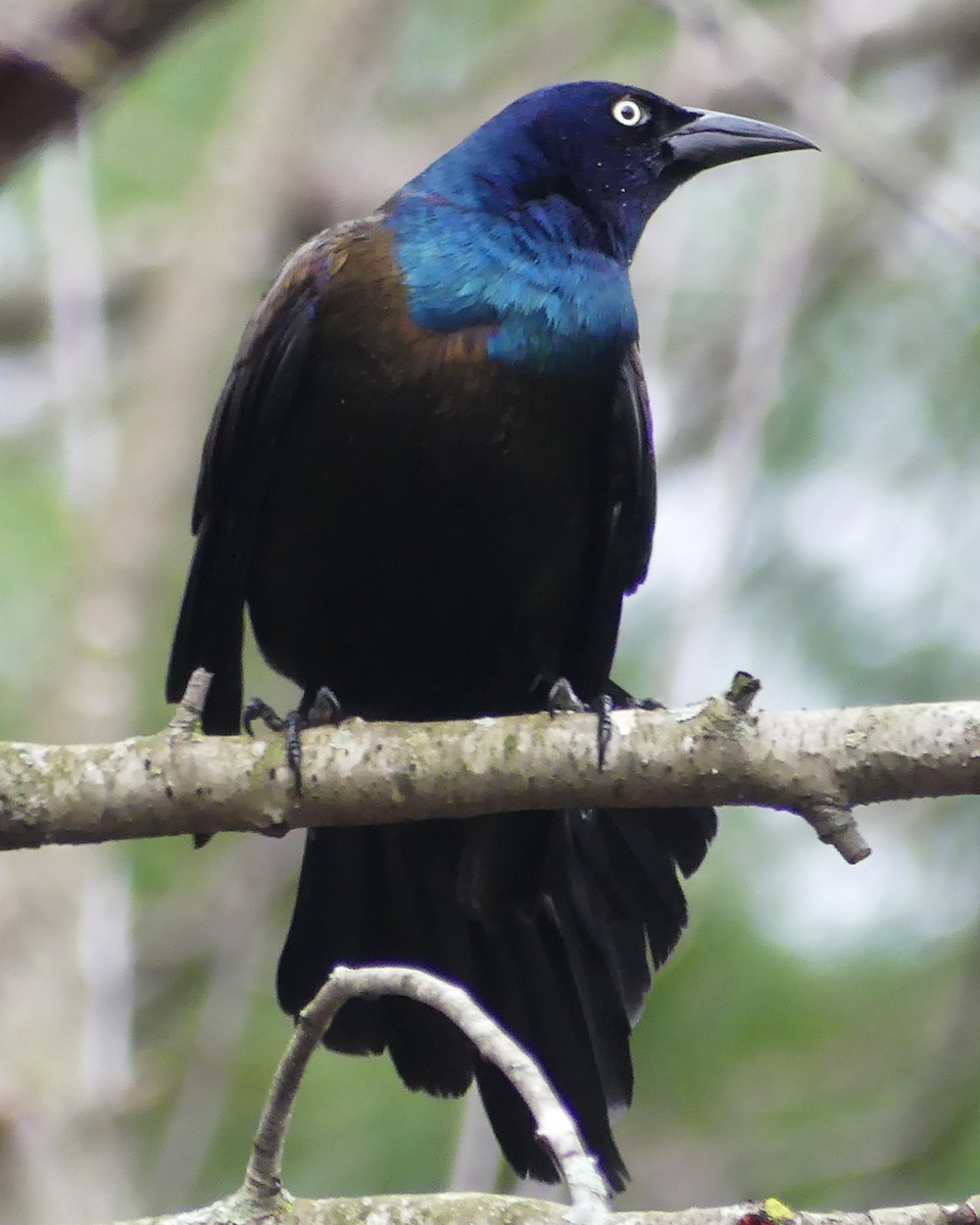 Common Grackle - ML617316128