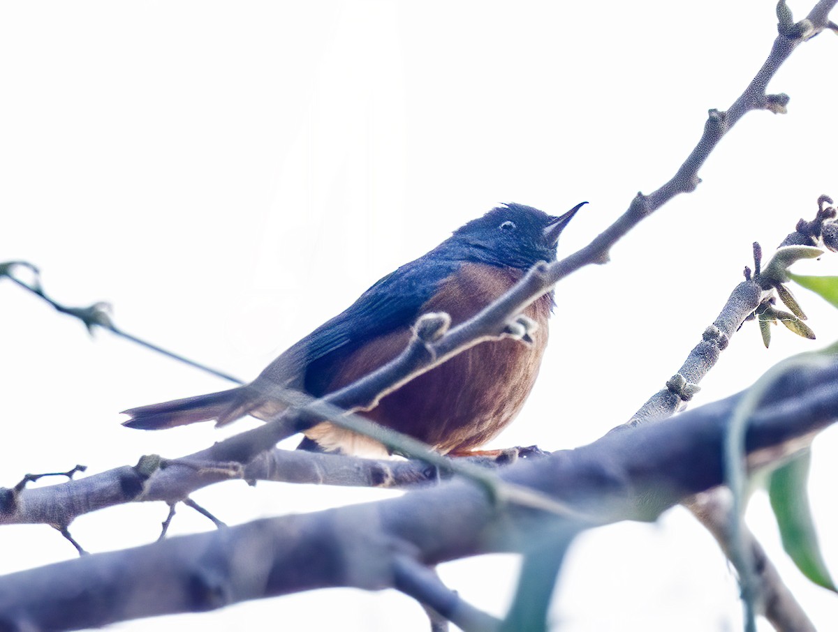 Cinnamon-bellied Flowerpiercer - Eric Dyck