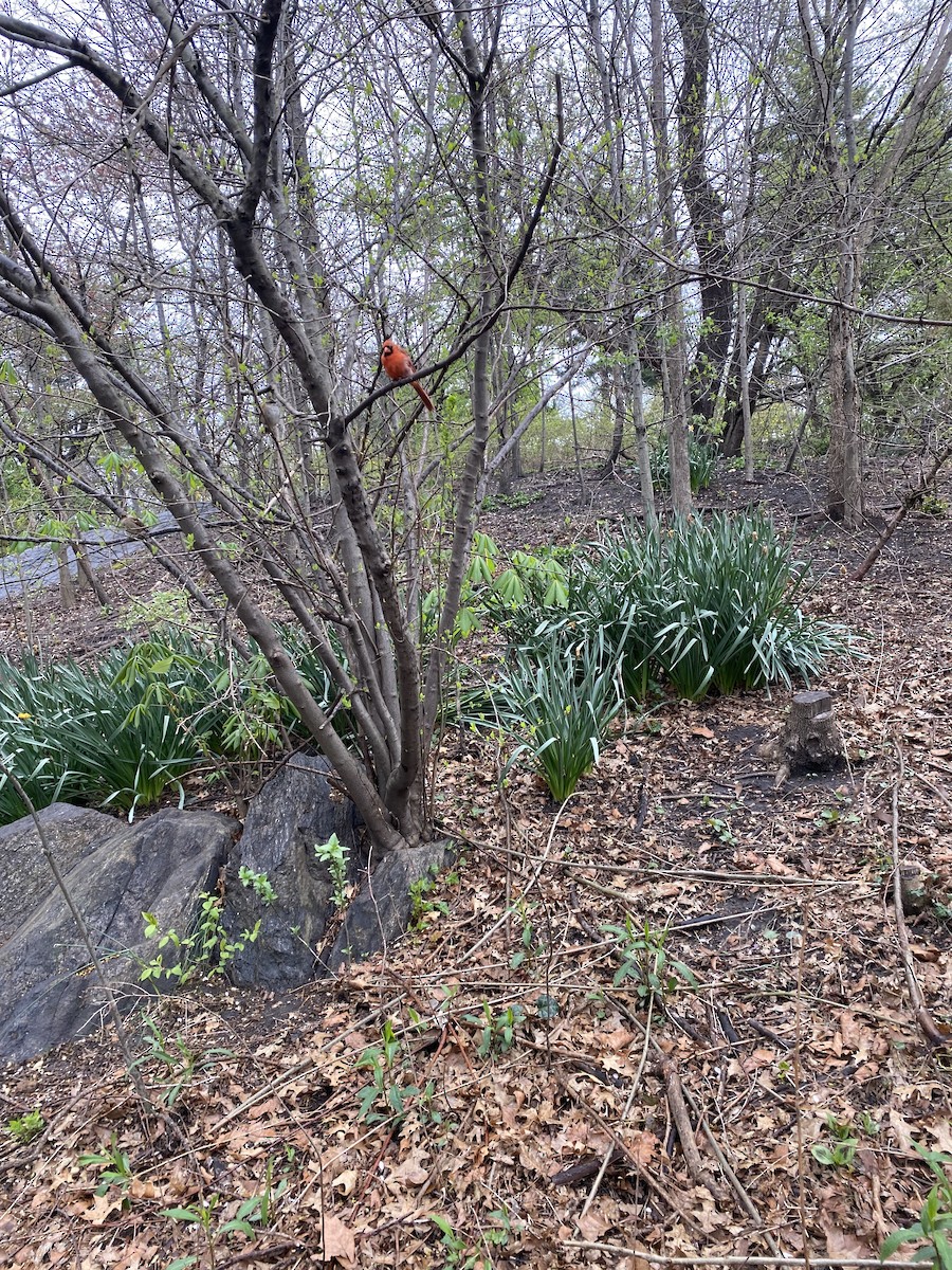 Northern Cardinal - ML617316171