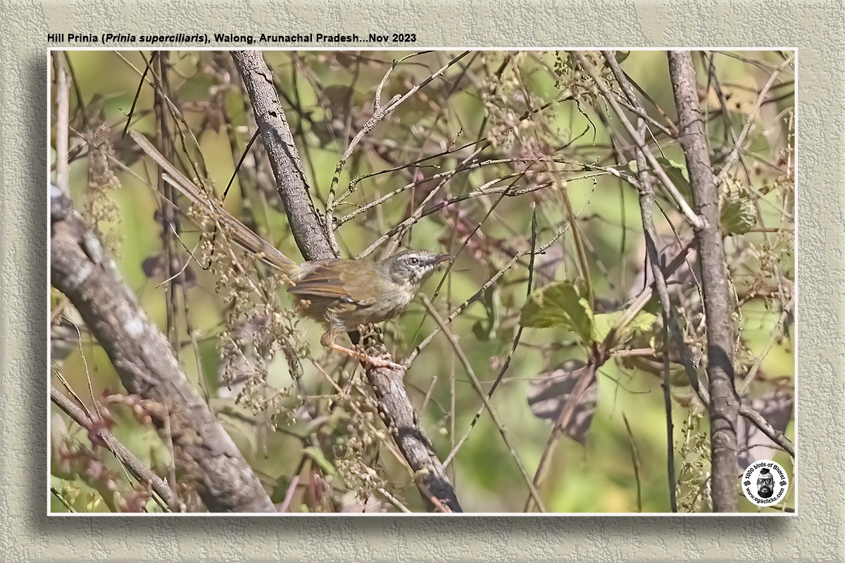 Hill Prinia - ML617316300