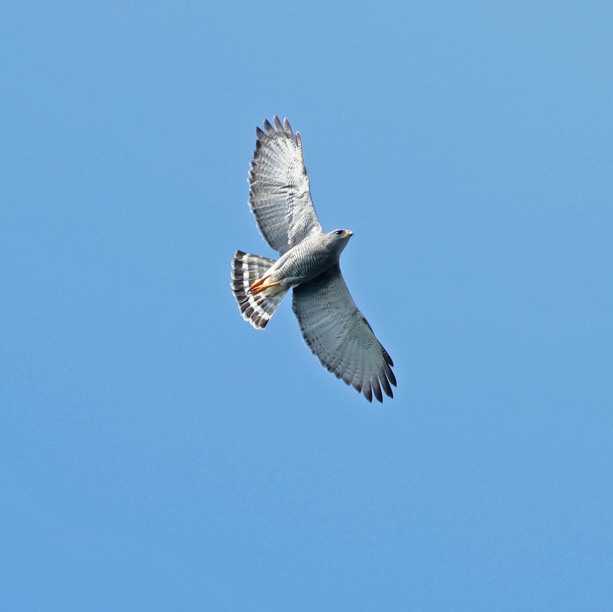 Gray Hawk - Tina Van Dusen