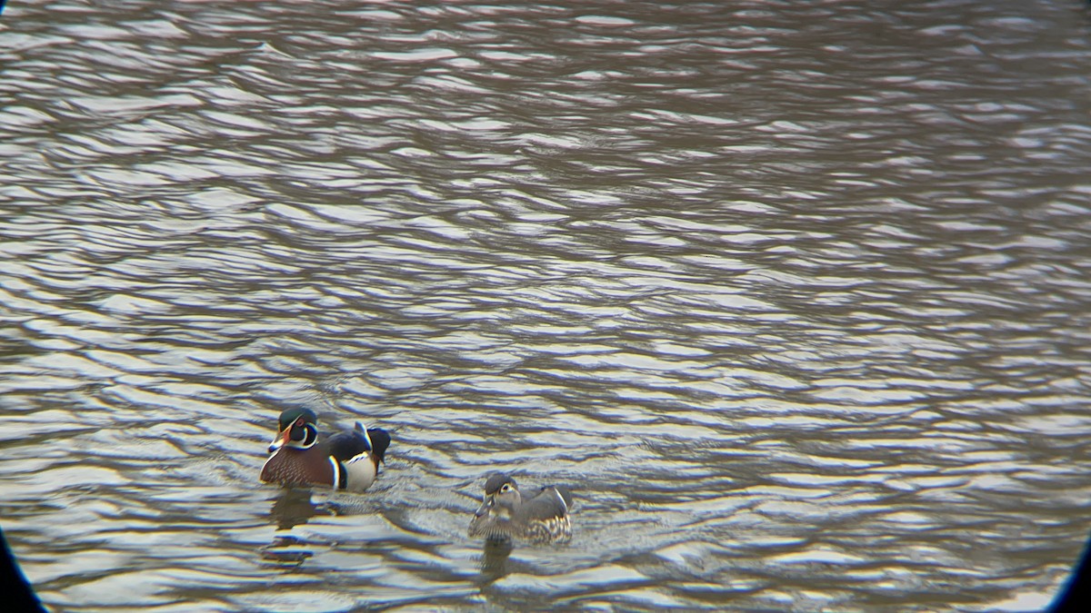 Wood Duck - ML617316402