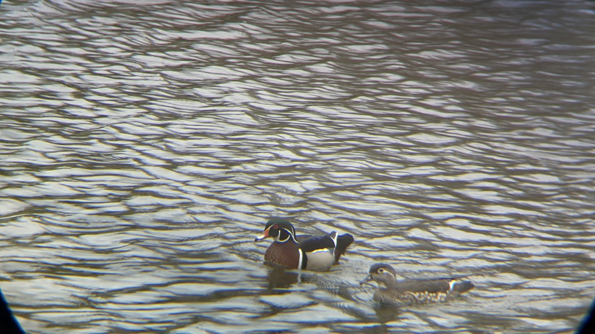 Wood Duck - ML617316403