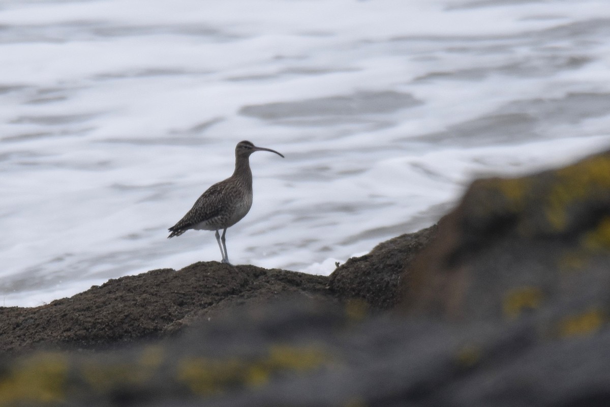 Whimbrel - Lukasz Pulawski