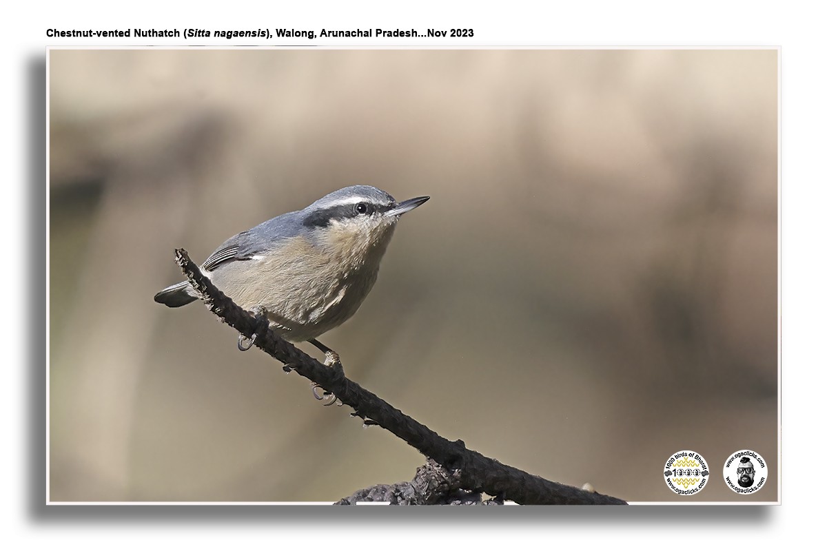 Chestnut-vented Nuthatch - ML617316480