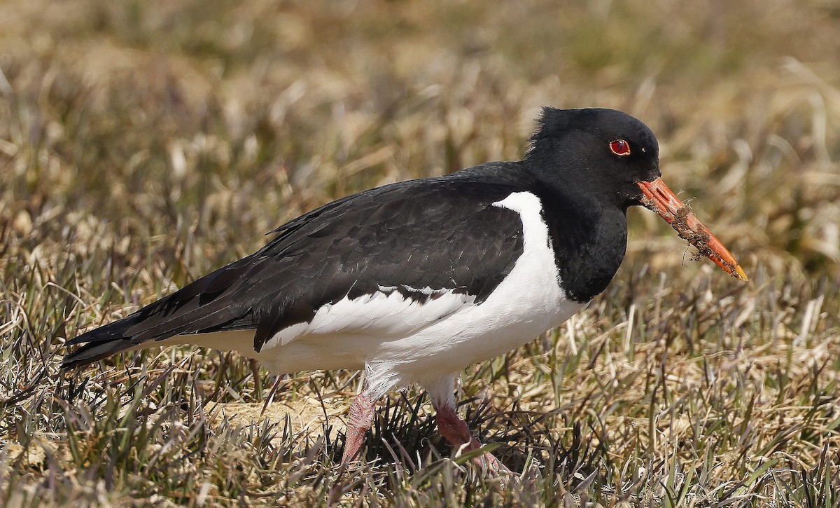 Eurasian Oystercatcher - ML617316491