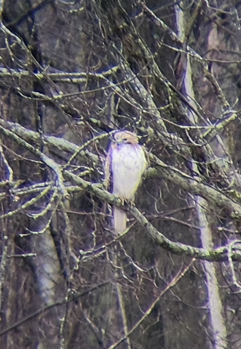 Red-tailed Hawk - ML617316518