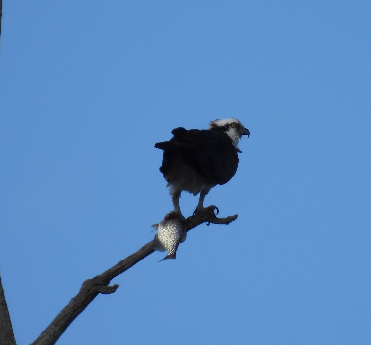 Osprey - debra sweeney