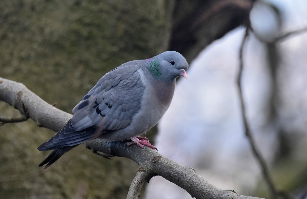 Stock Dove - ML617316570