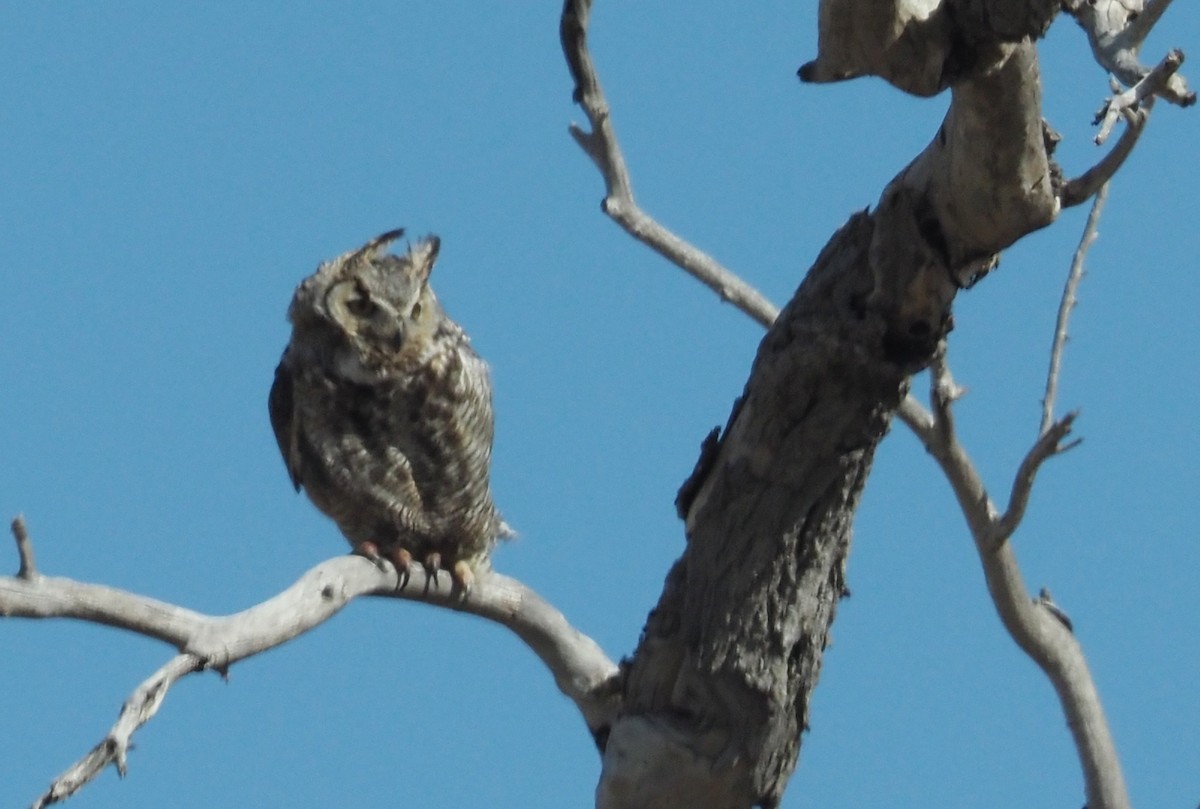 Great Horned Owl - Karen Markey