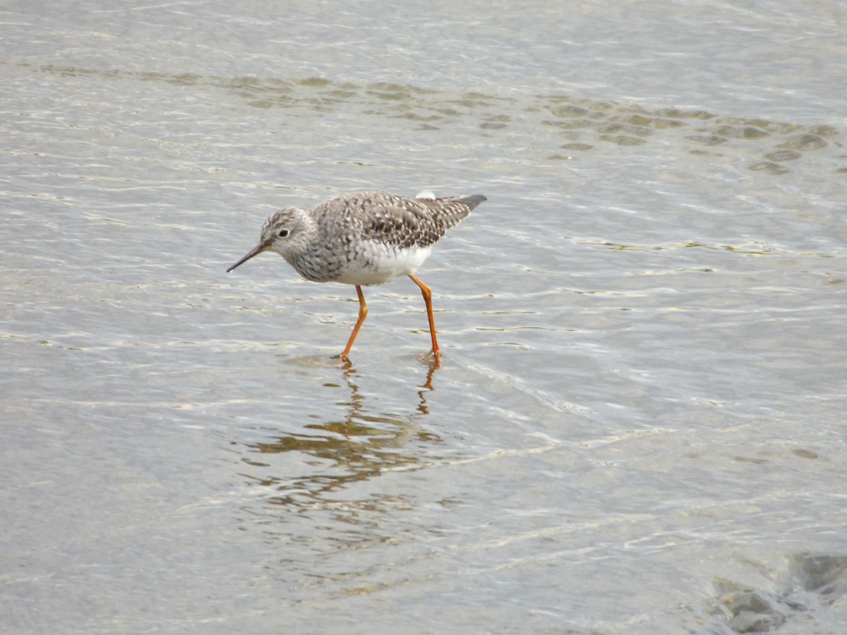 Lesser Yellowlegs - ML617316598