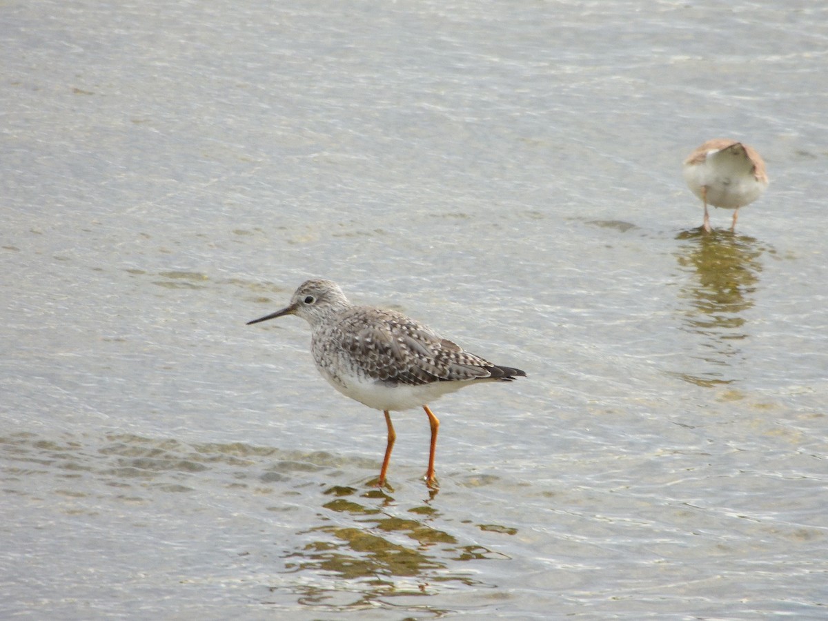 Lesser Yellowlegs - ML617316599