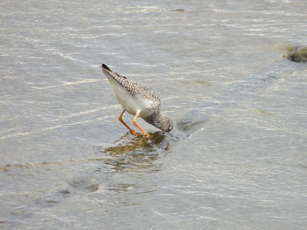 Lesser Yellowlegs - ML617316601