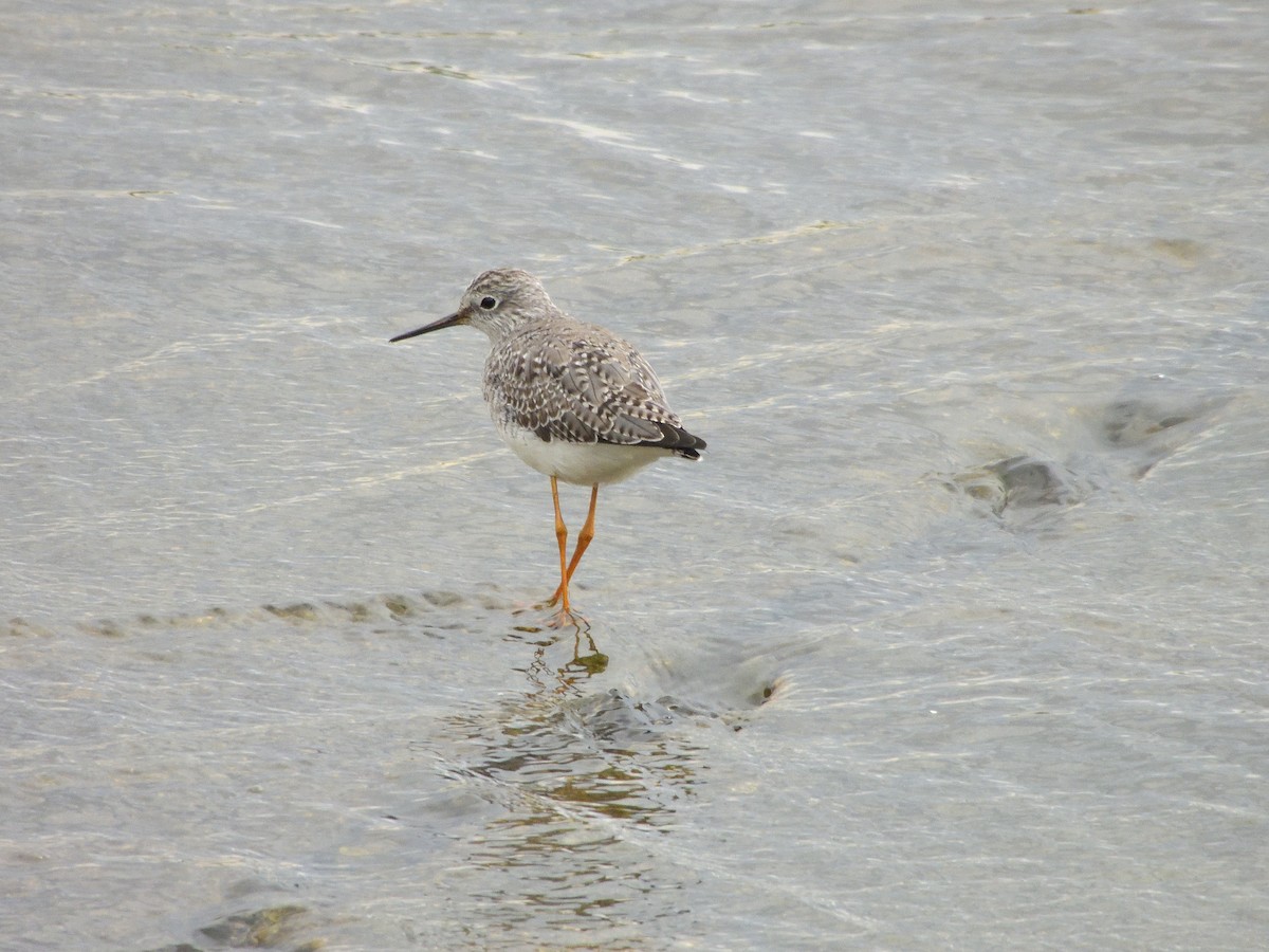 Lesser Yellowlegs - Antonio Tamayo