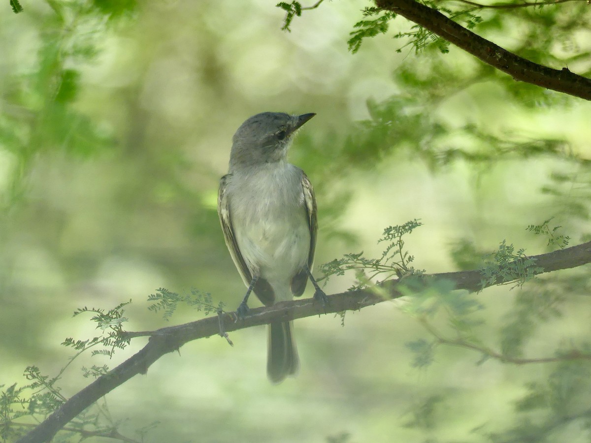 Suiriri Flycatcher - ML617316624