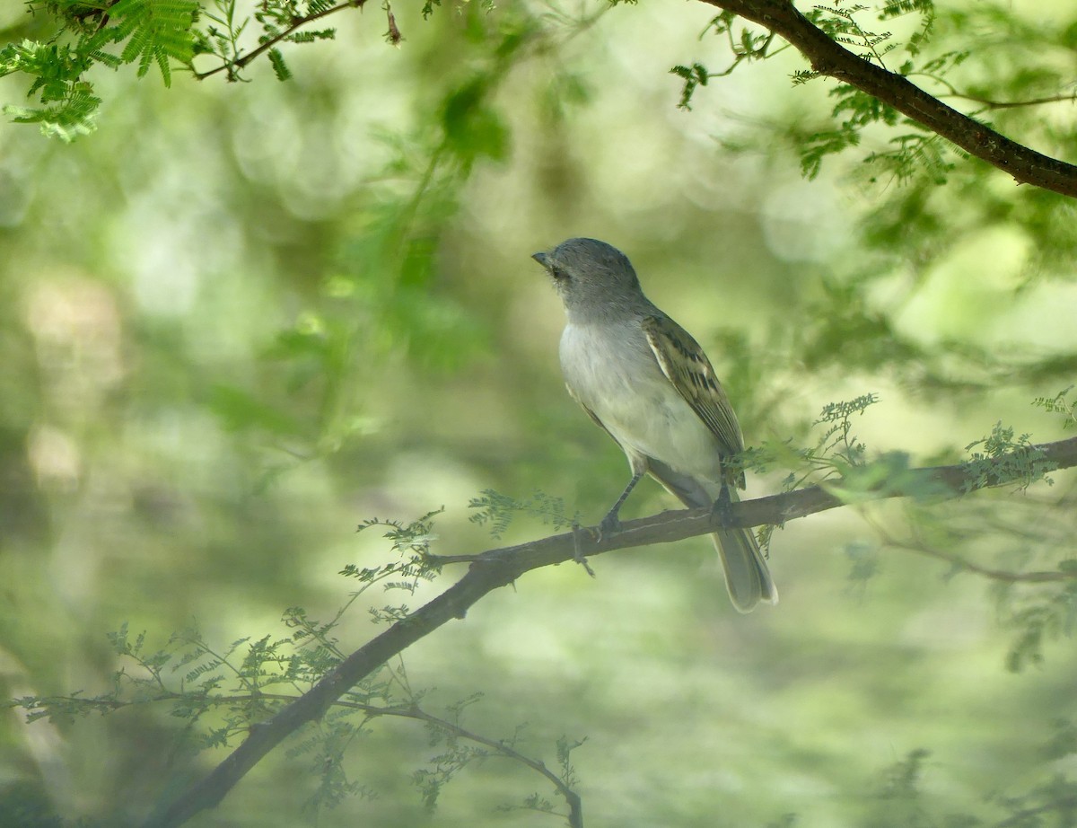 Suiriri Flycatcher - ML617316625