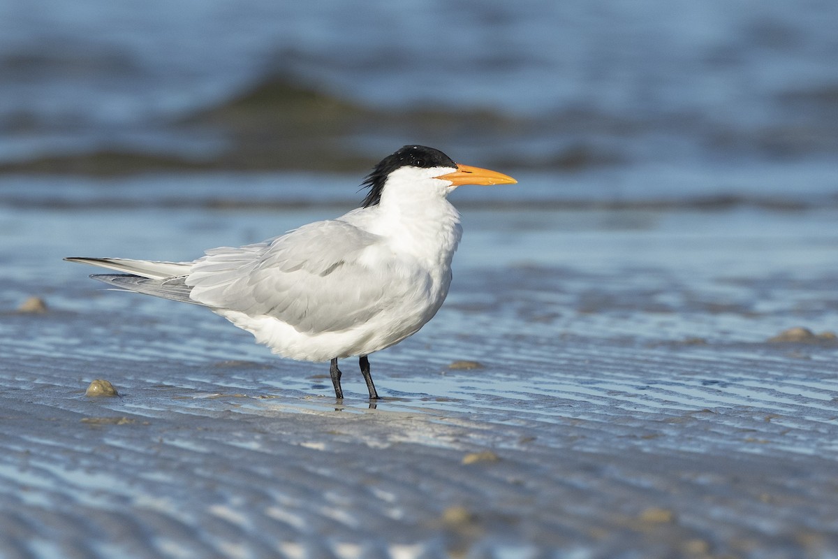 Royal Tern - ML617316626