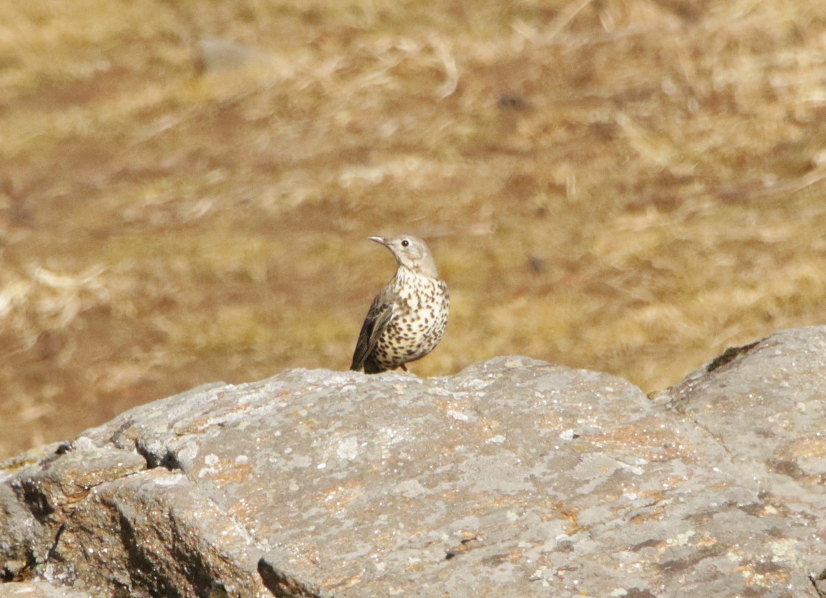 Mistle Thrush - ML617316644