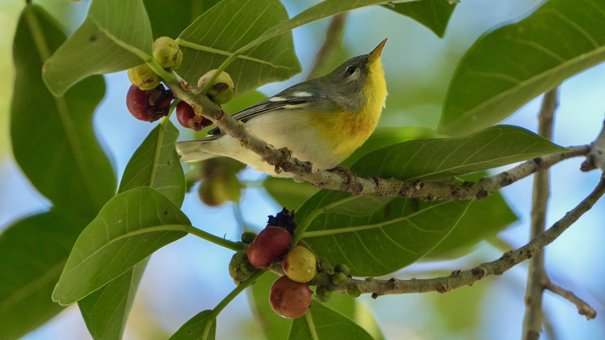 Northern Parula - ML617316667