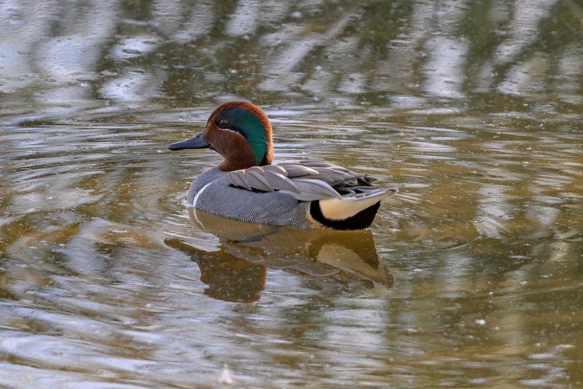 Green-winged Teal - ML617316672