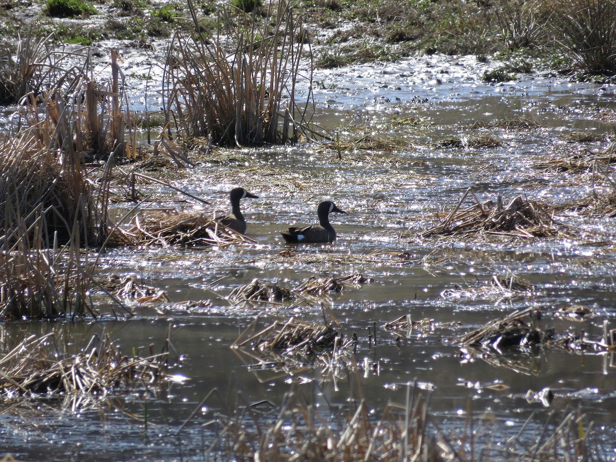 Blue-winged Teal - Taran Catania