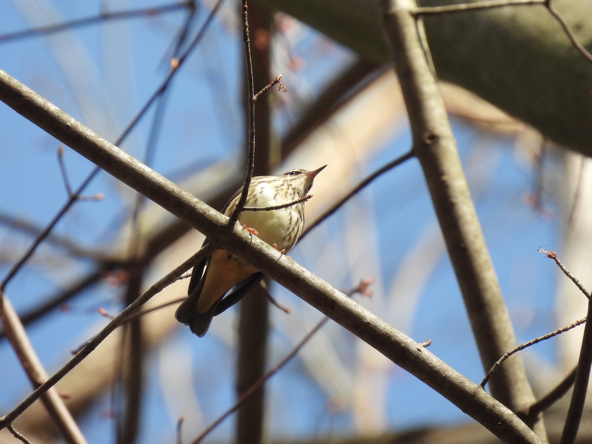 Louisiana Waterthrush - debra sweeney