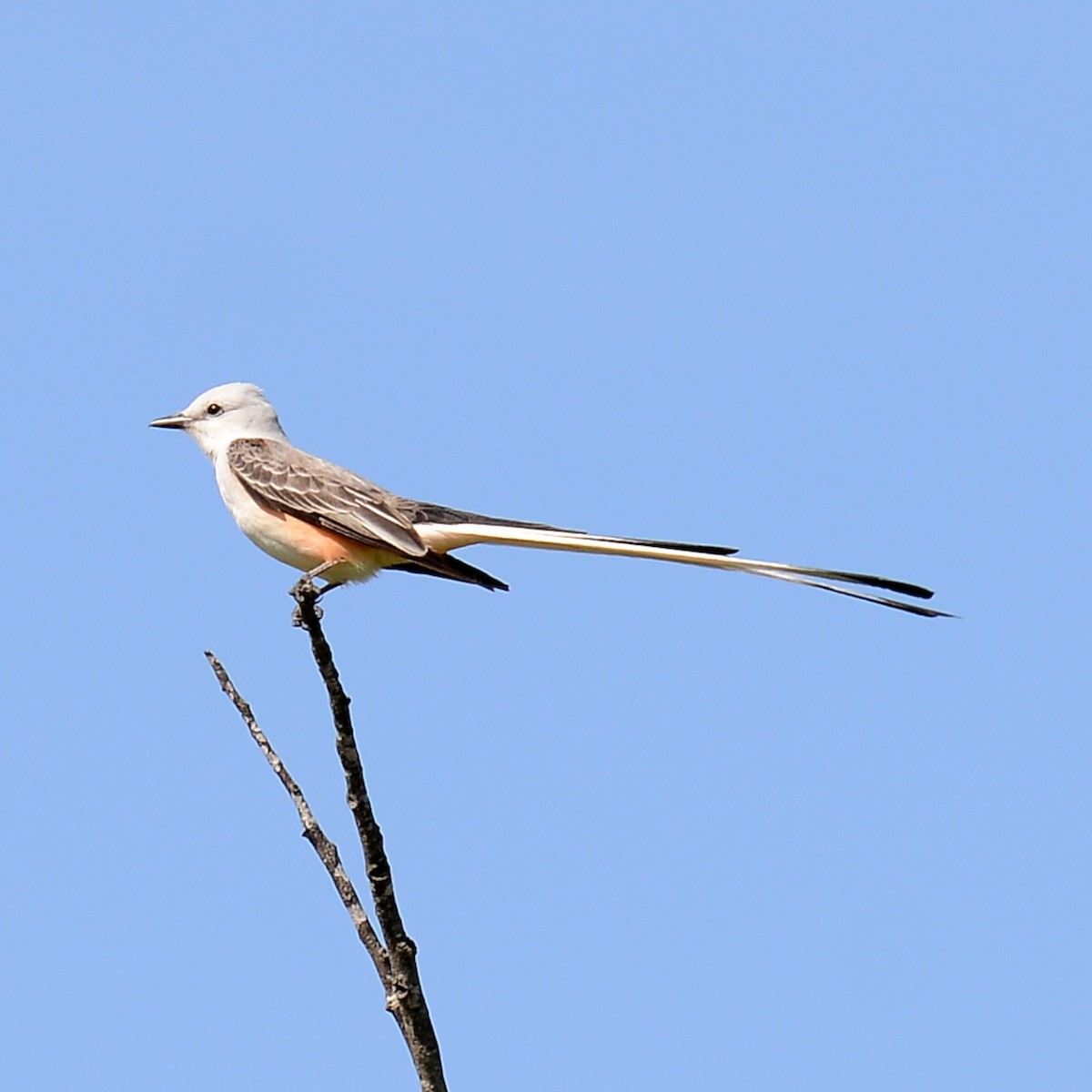 Scissor-tailed Flycatcher - T Reed