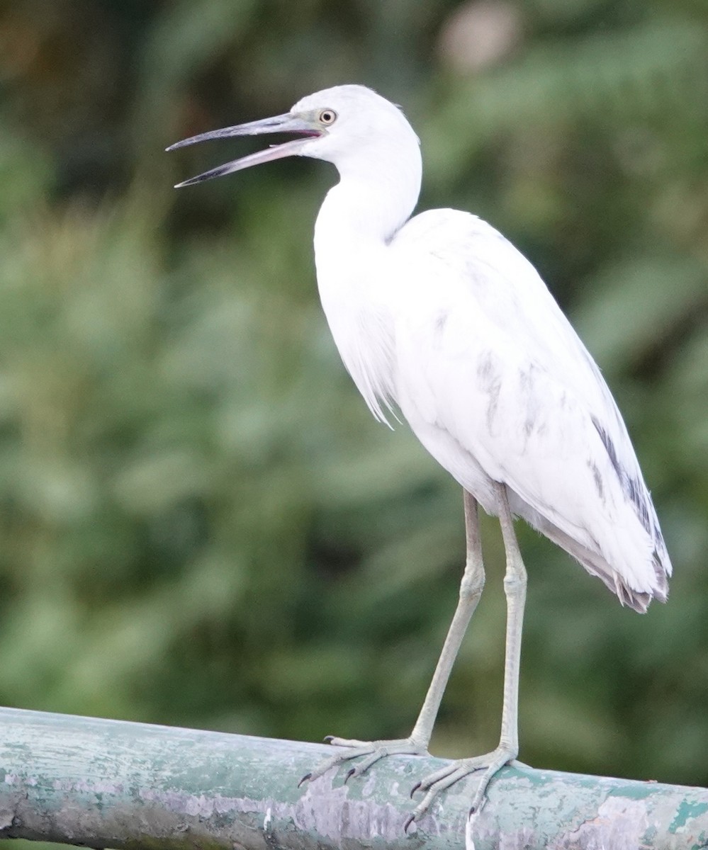 Little Blue Heron - ML617316753