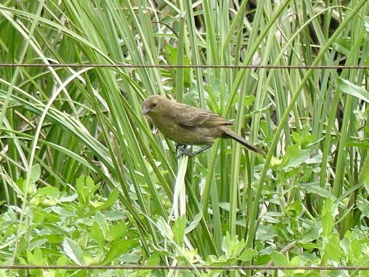 Chestnut-capped Blackbird - ML617316758