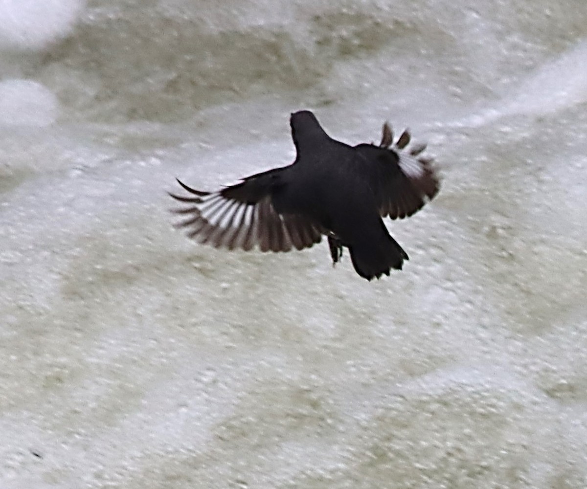 Rufous-throated Dipper - ML617316759