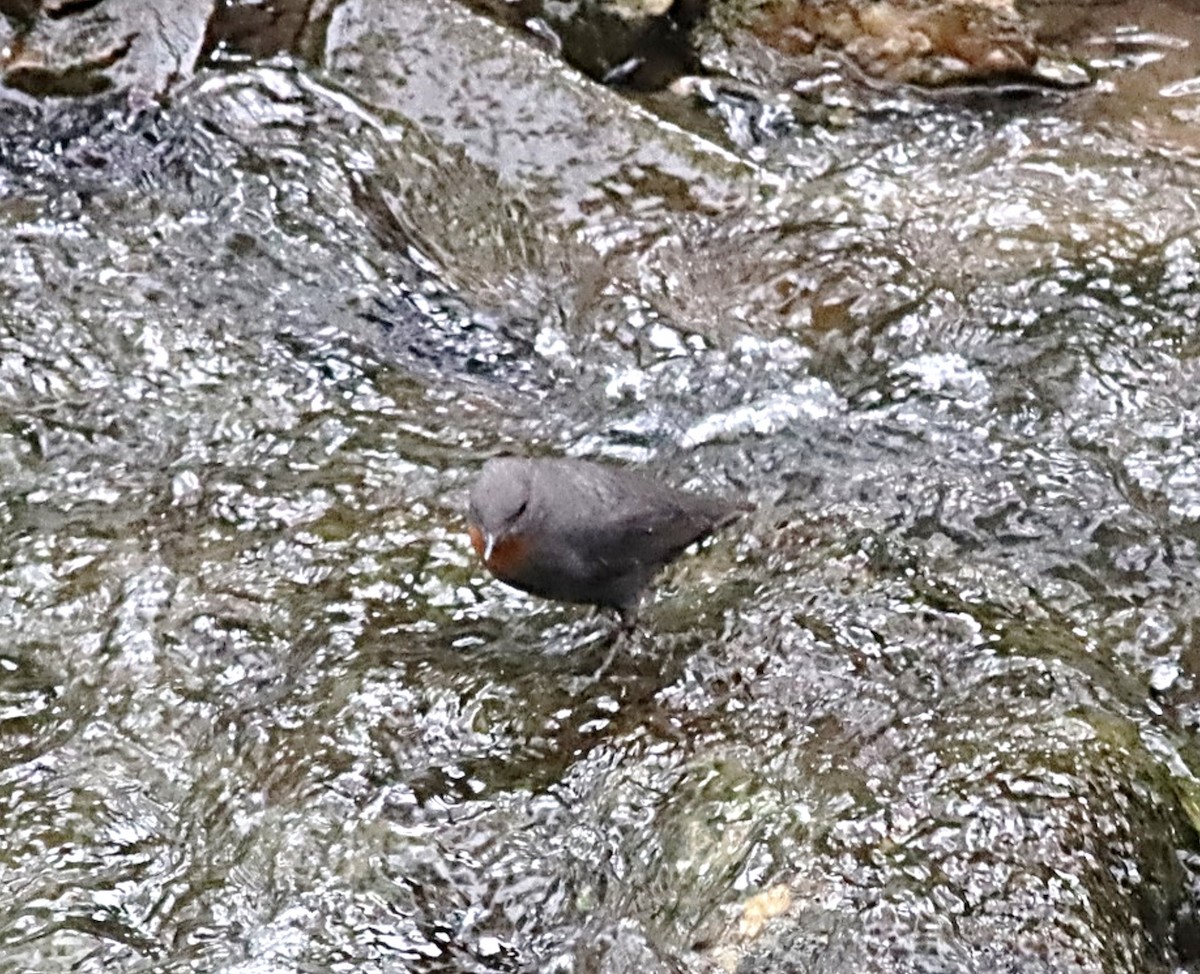 Rufous-throated Dipper - ML617316768