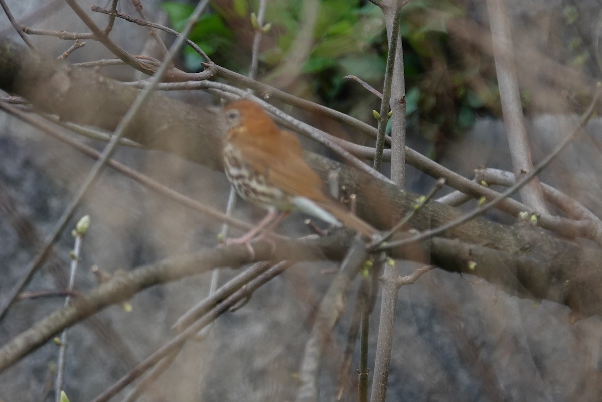 Wood Thrush - ML617316770