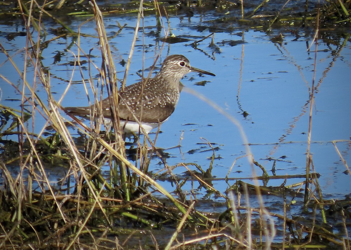 Solitary Sandpiper - Roy Netherton