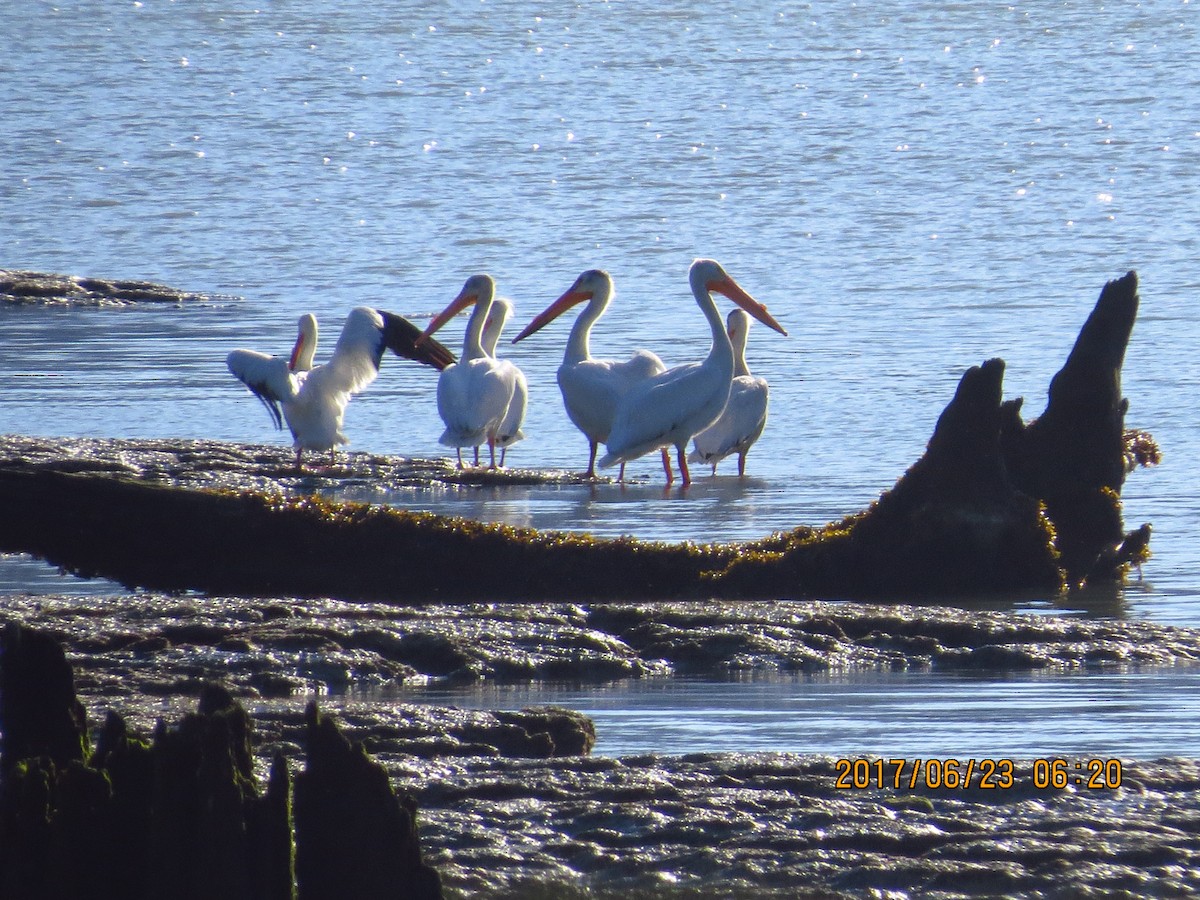 American White Pelican - ML61731681