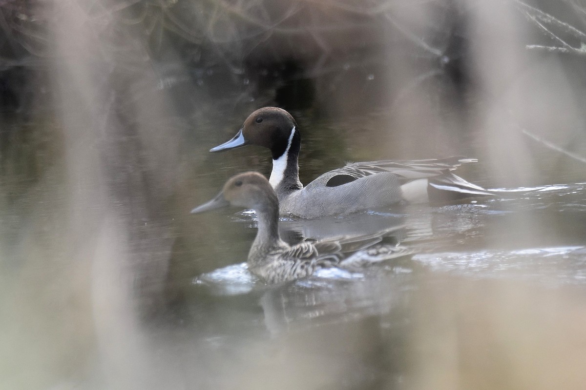 Northern Pintail - Lukasz Pulawski