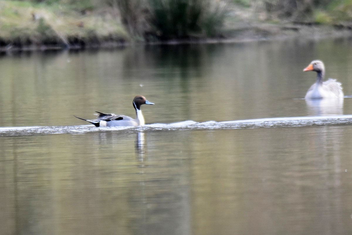 Northern Pintail - Lukasz Pulawski